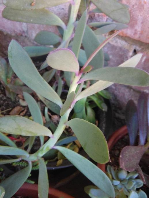 Senecio vertical leaf