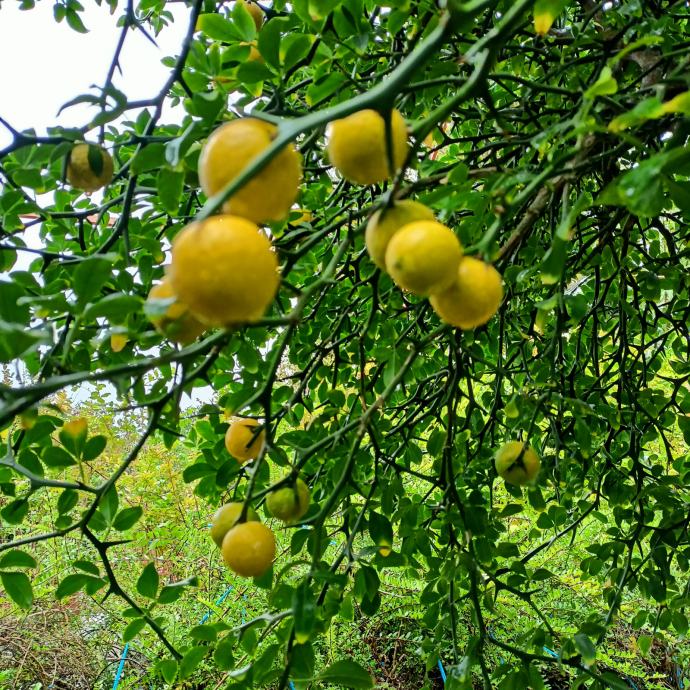 Sibirski limun Poncirus trifoliata sadnice