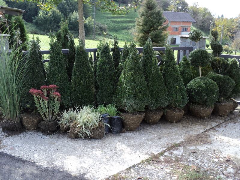 Šimšir, Pušpan, Buxus, Rasadnik, Ukrasno Bilje