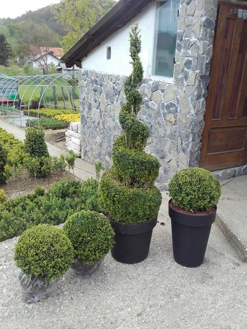 Šimšir, Pušpan, Buxus, Rasadnik, Ukrasno Bilje