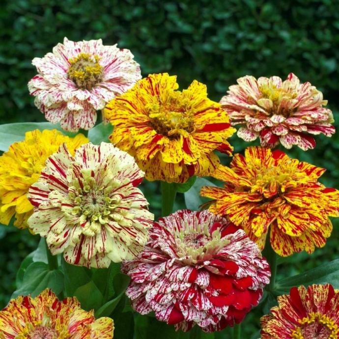 Sjeme Cinije Pepermint /Zinnia Dahlia Peppermint stick