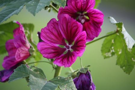 Sjeme crnog sljeza - Malva sylvestris mauritanicus 'Windsor Castle'