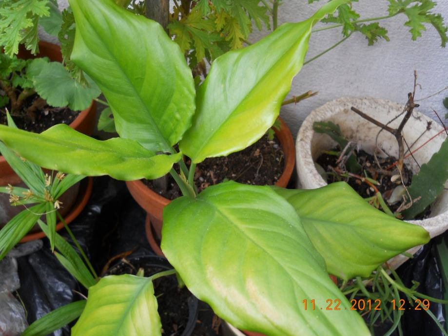 Spathiphyllum, Mirni ljiljan