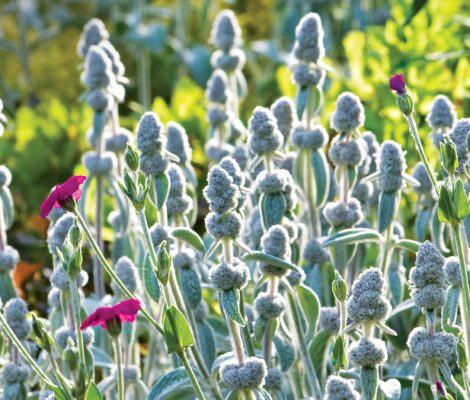 Stachys Cotton boll / Zečje uši / SADNICE