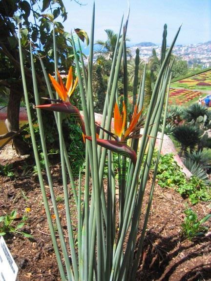 STRELITZIA JUNCEA 10 sjemenki