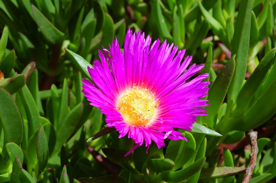 CARPOBROTUS         sukulent         puzajući---rozi  ciklama cvijet