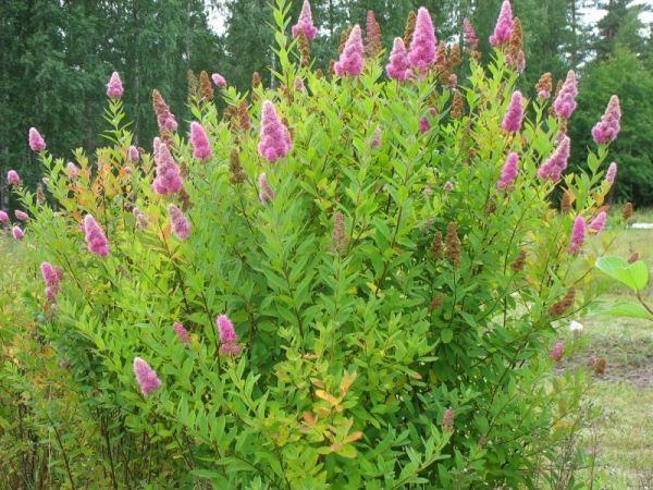 Suručica lila (spirea billardi), sadnice