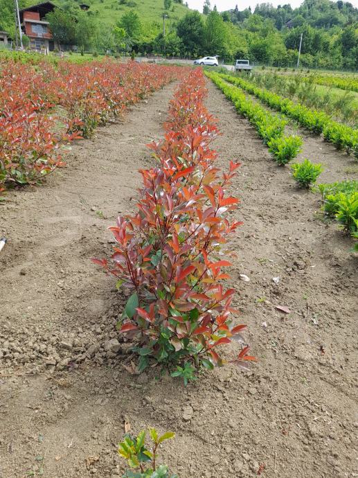 Fotinija (Photinia Red Robin)