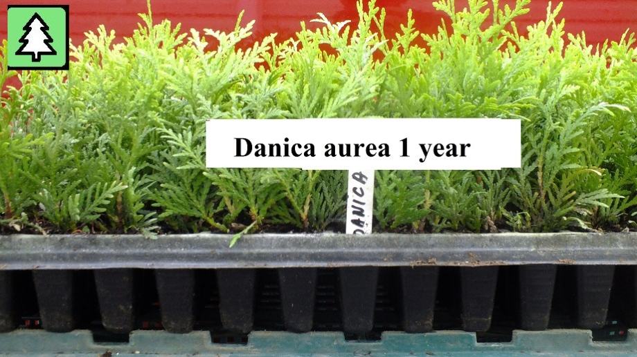 THUJA DANICA AUREA GOLD 1,50 HRK