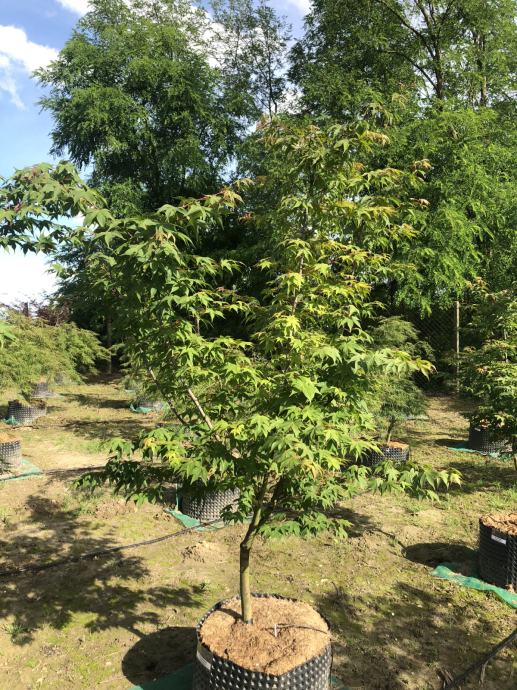 Acer palmatum Heptalobum, visina 200cm/200cm