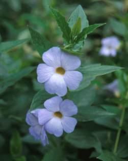 THUNBERGIA NATALENSIS