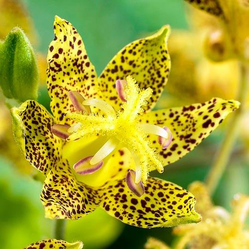 Tricyrtis Golden Festival / ZIMSKA ORHIDEJA / SADNICE