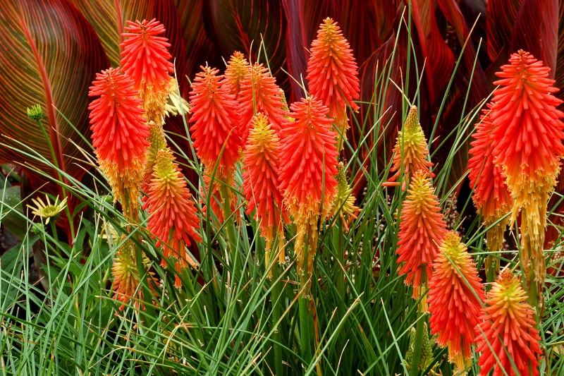 Tritoma / Kniphofia uvaria / SADNICE