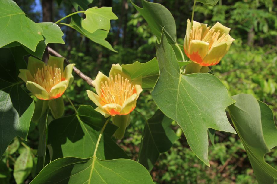 Tulipovac / Liriodendron Tulipifera / Sjeme