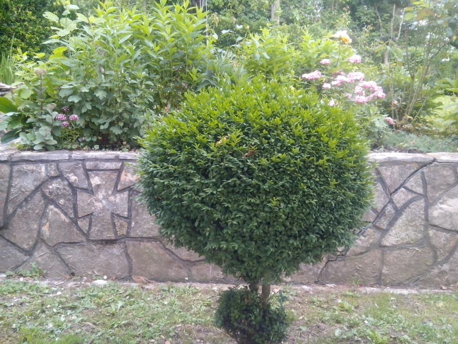 UKRASNO BILJE-Buxus(šimšir)