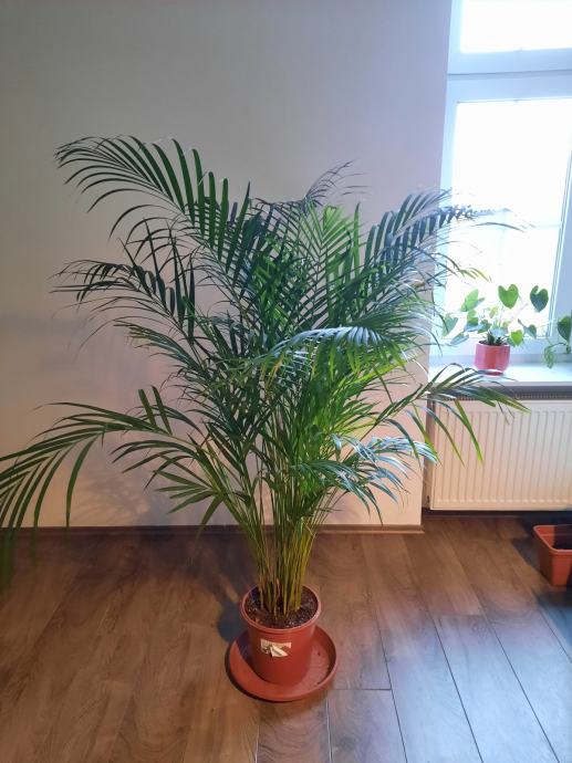 Velika Areca palma (Dypsis) - 1.60m