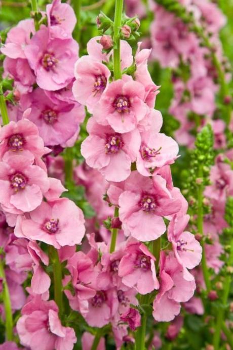 Verbascum / Pink / Sjeme