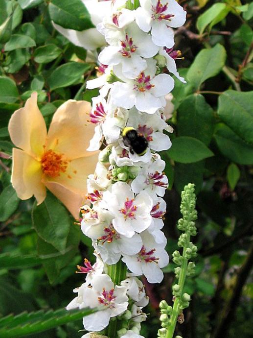 Verbascum / Milkshake / SADNICE