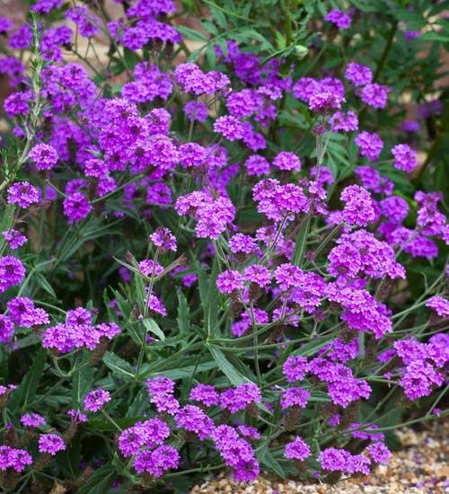 Verbena Rigida purple / SADNICE