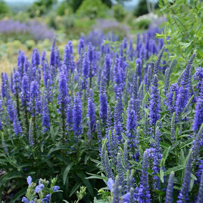 Veronica longifolia blue / SADNICE