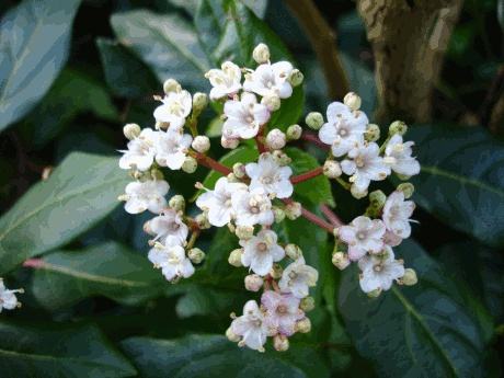 Viburnum tinus sadnice