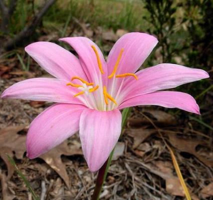 ZEPHYRANTHES ROBUSTA