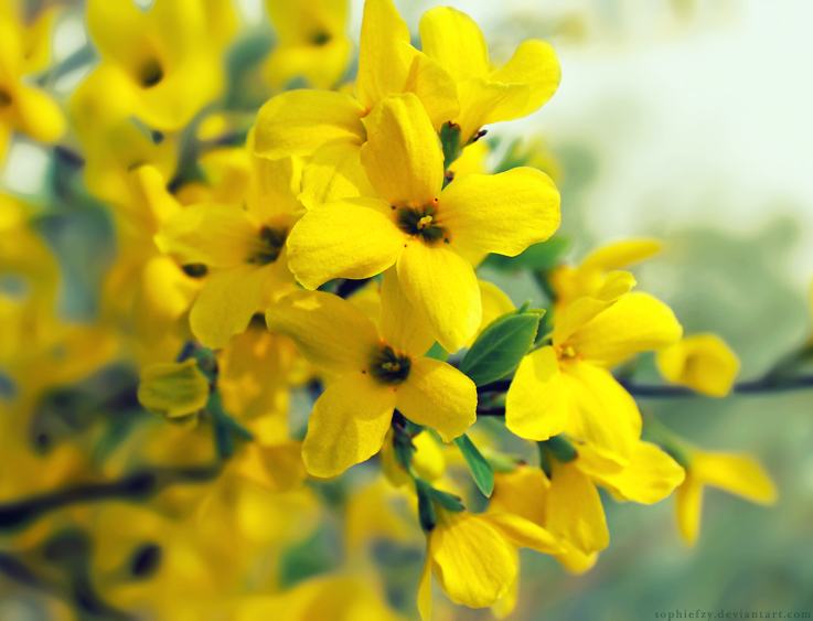 Zimski jasmin – Jasminum nudiflorum, sadnica