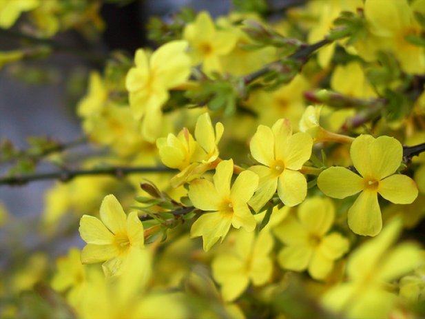 ZIMSKI ŽUTI JASMIN-----sadnica