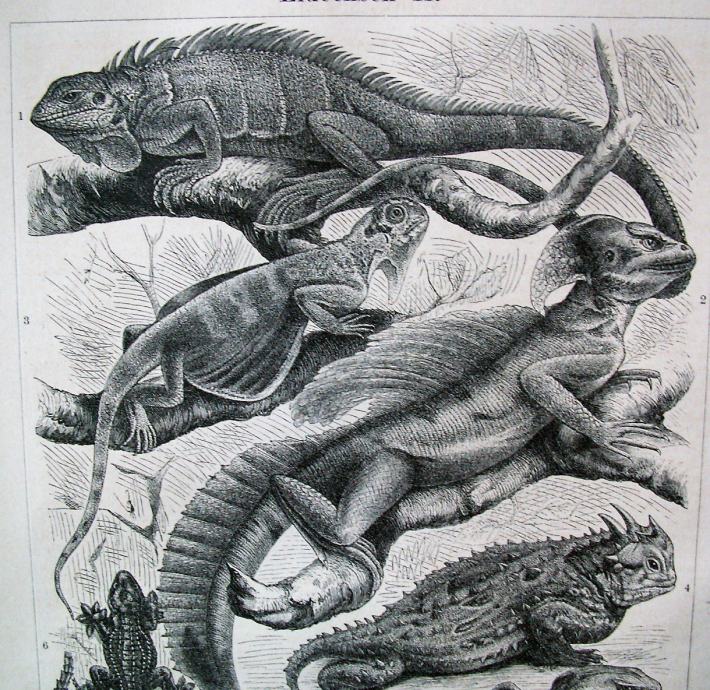 LITOGRAFIJA - GUŠTERI SALAMANDER ZOOLOGIJA GMAZOVI REPTILI 1889