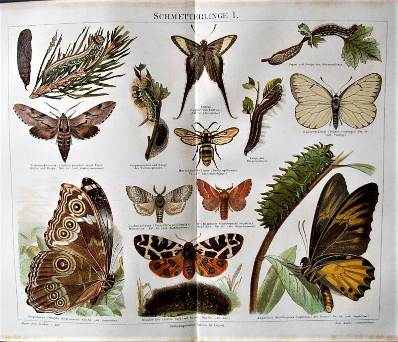 LITOGRAFIJA - LEPTIRI GUSJENICE Lepidoptera INSEKTI KUKCI ZOOLOGIJA 2