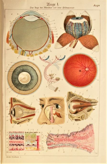 LITOGRAFIJA - OKO OFTAMOLOGIJA MEDICINA ANATOMIJA NAUKA KLINIKA