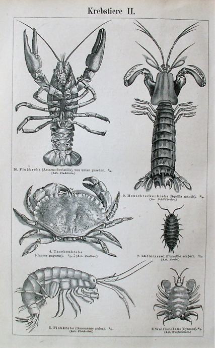 LITOGRAFIJA - RAK JASTOG HLAP RAKOVI MORE ZOOLOGIJA PRIRODA FAUNA 1889