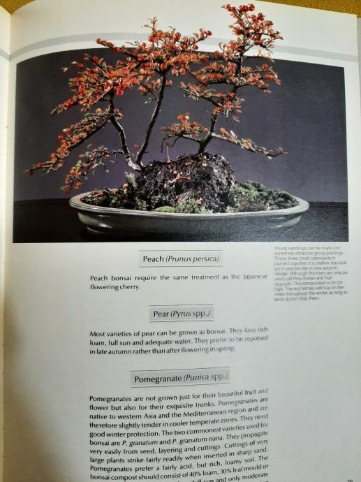 Bonsai The Art Of Growing And Keeping Miniature Trees Peter Chan