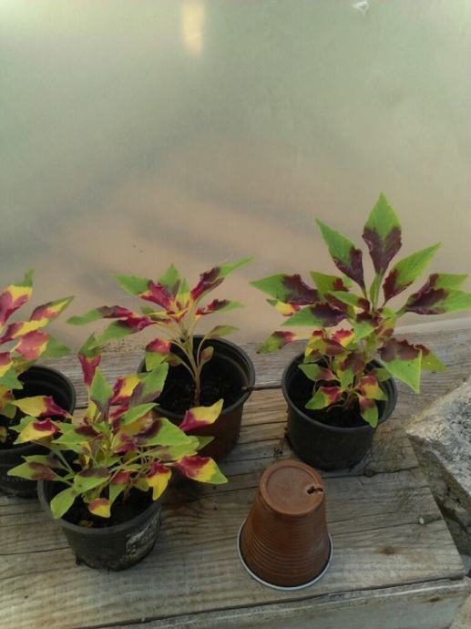 amaranthus tricolor