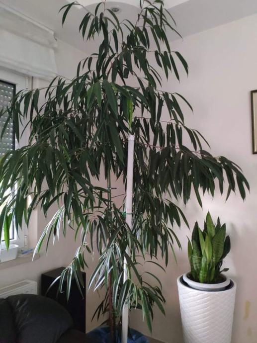 Ficus maclellandii | kucna ukrasna biljka