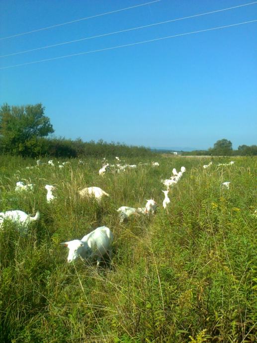 kozje mlijeko kozarstvo