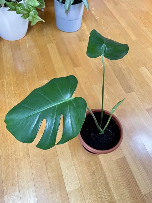 Monstera cvijet