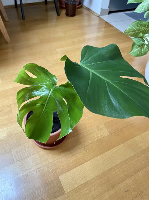 Monstera cvijet