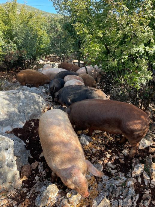 Domaće svinje iz vlastitog uzgoja