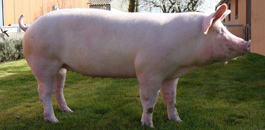 Prodajem bravce - svinje / od 160 do 200 kg