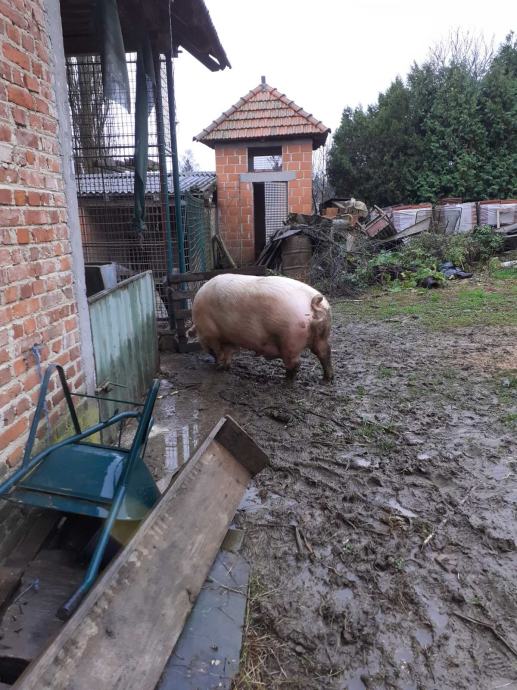 Svinja za klanje