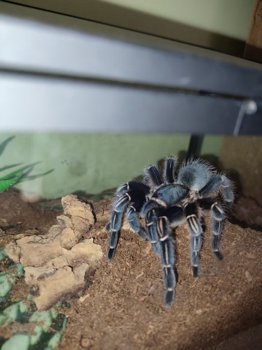 Aphonopelma seemanni(Striped-knee tarantula) ženka