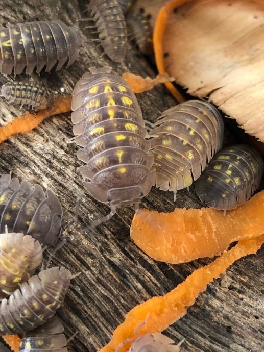 Armadillidium granulatum