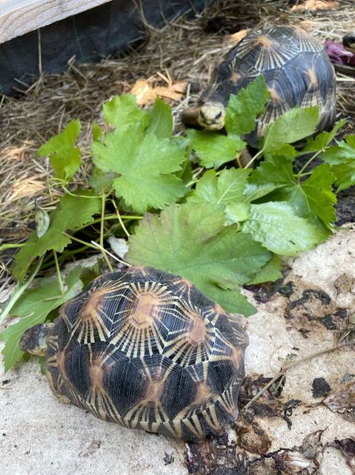 ASTROCHELYS RADIATA