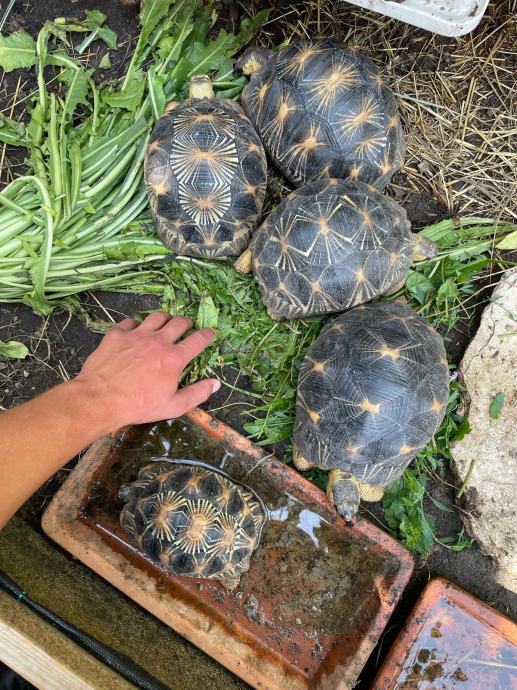 ASTROCHELYS RADIATA