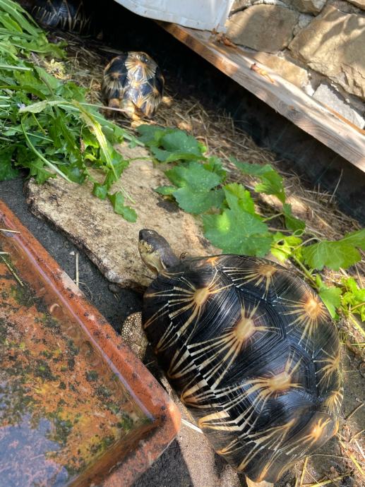 Astrochelys Radiata