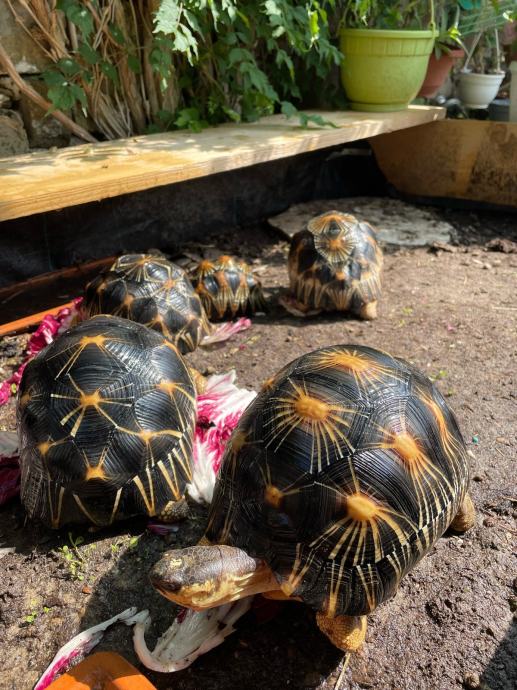 ASTROCHELYS RADIATA