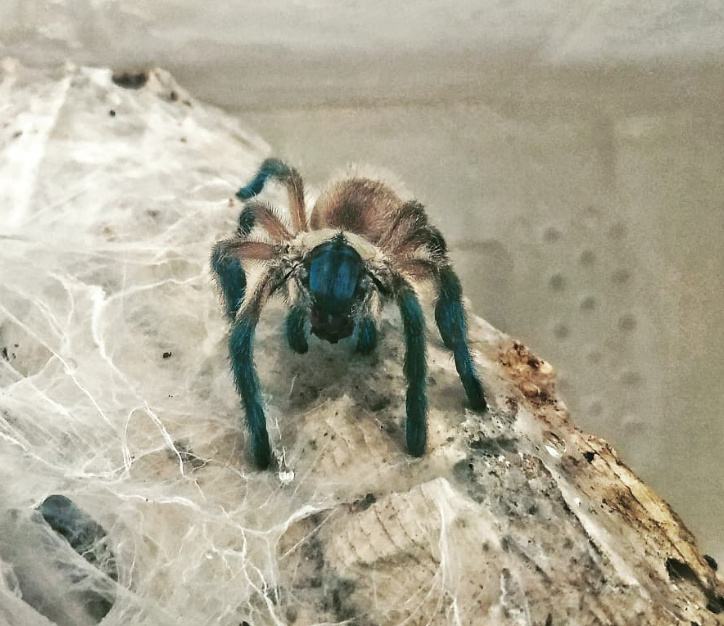 DVIJE tarantule Monocentropus balfouri