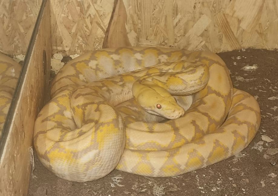 Dwarf reticulated python ( patuljasti mrezasti piton)