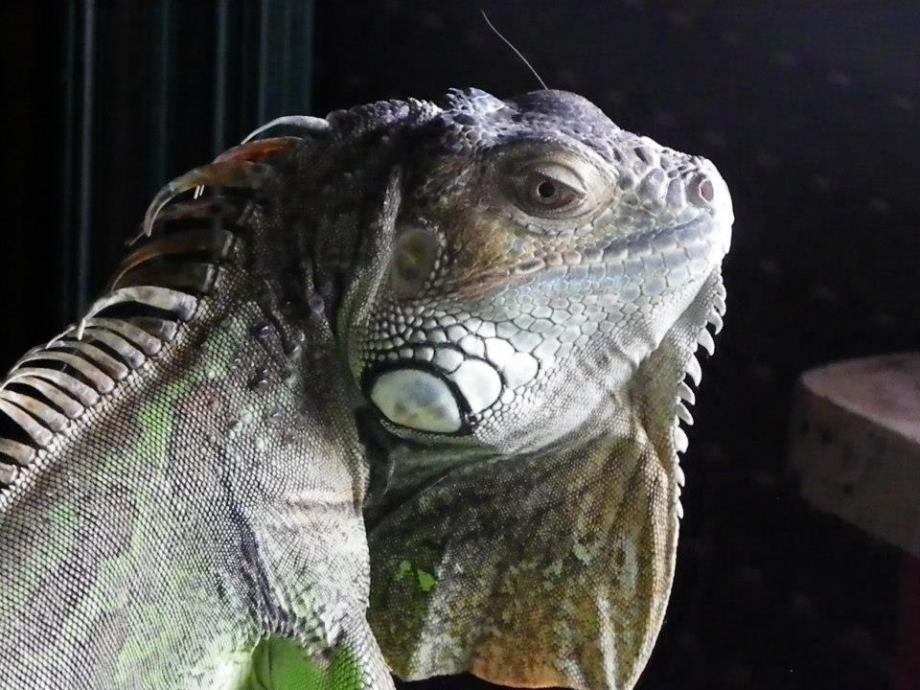 Iguana pitoma stara 7 godina